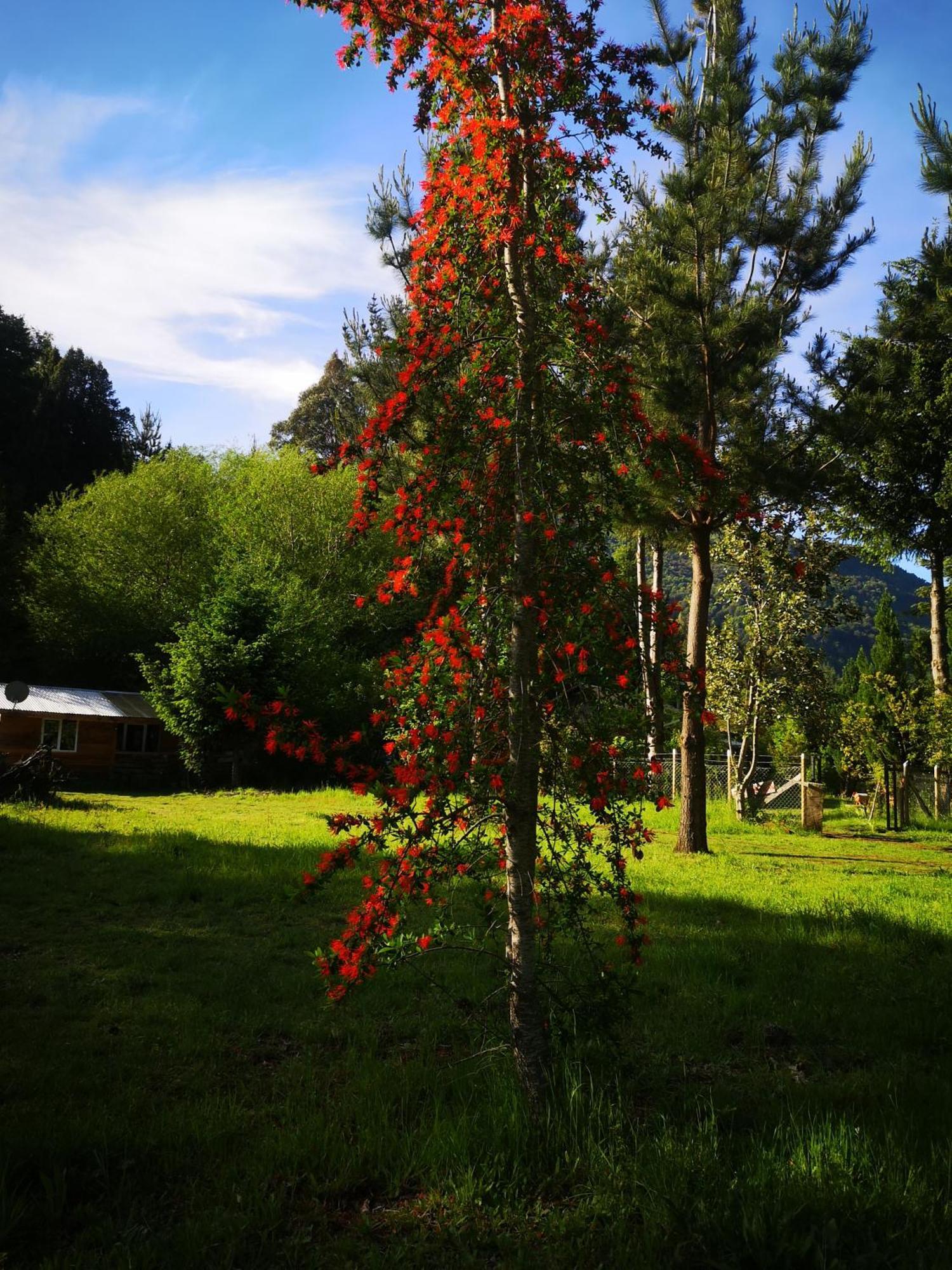 Cabana May Pao, Para 3 En Melipeuco Cerca Del Parque Nacional Conguillio Exterior photo